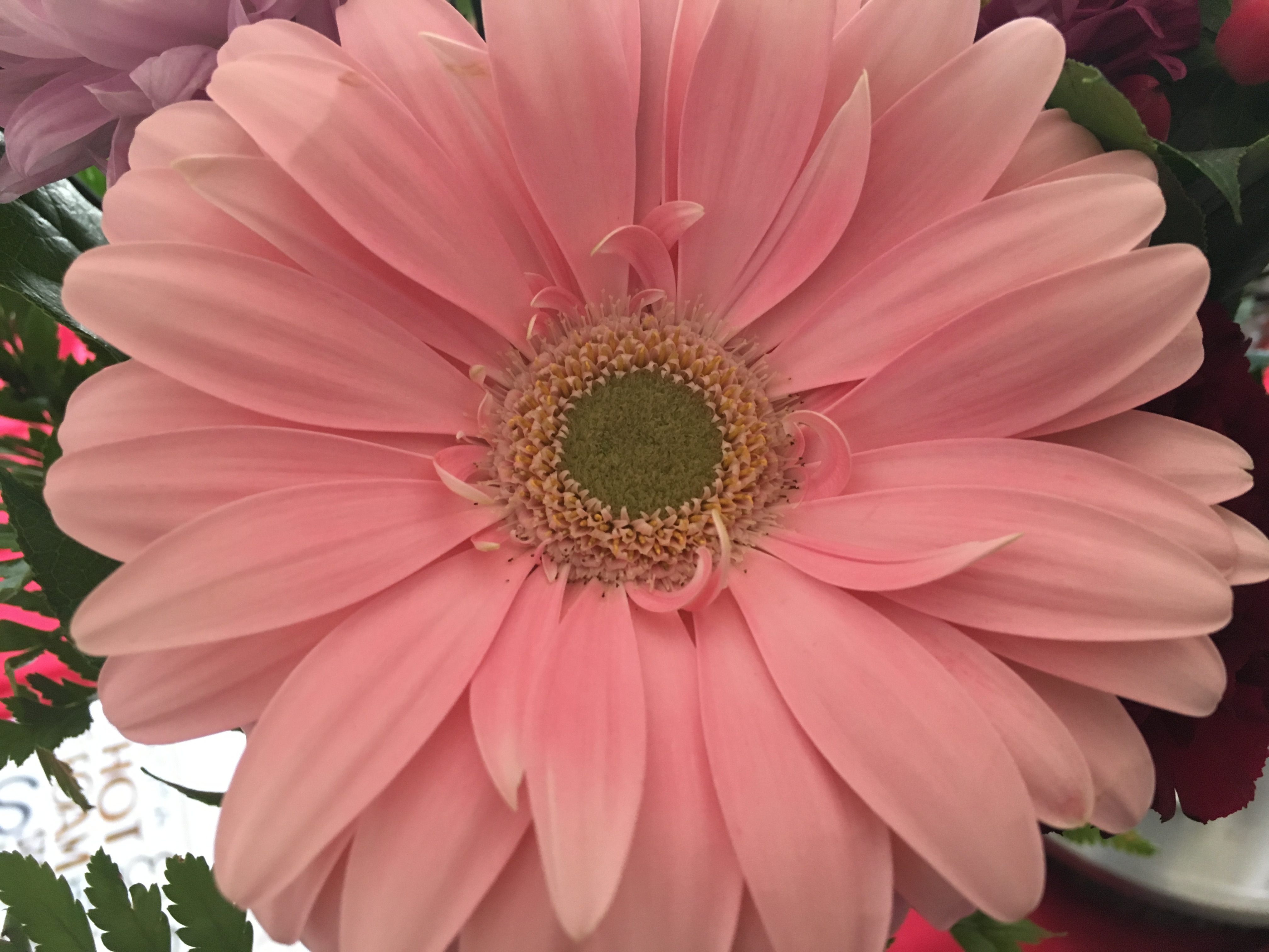 Picture of a Pale Pink Gerber Daisy